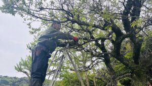 事業所敷地内の庭の剪定・樹木管理を実施しました