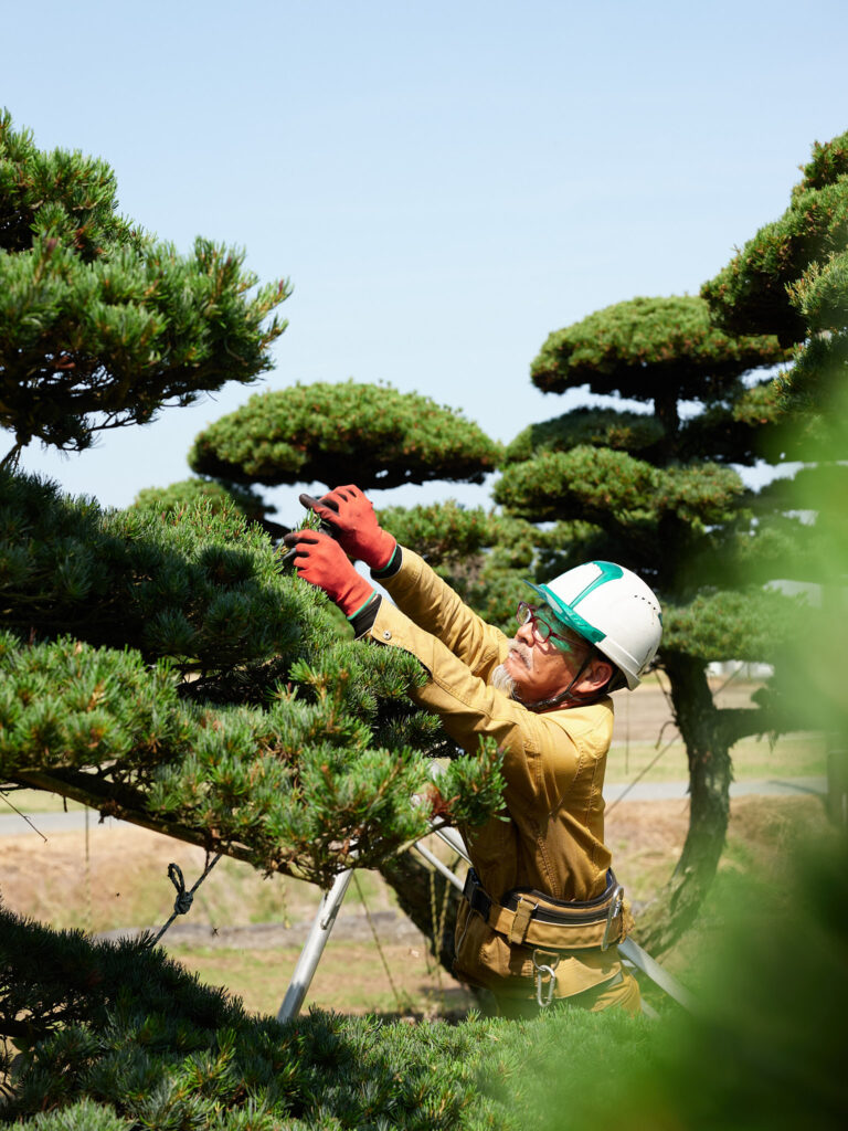 松の剪定を行ういづの造園の職人